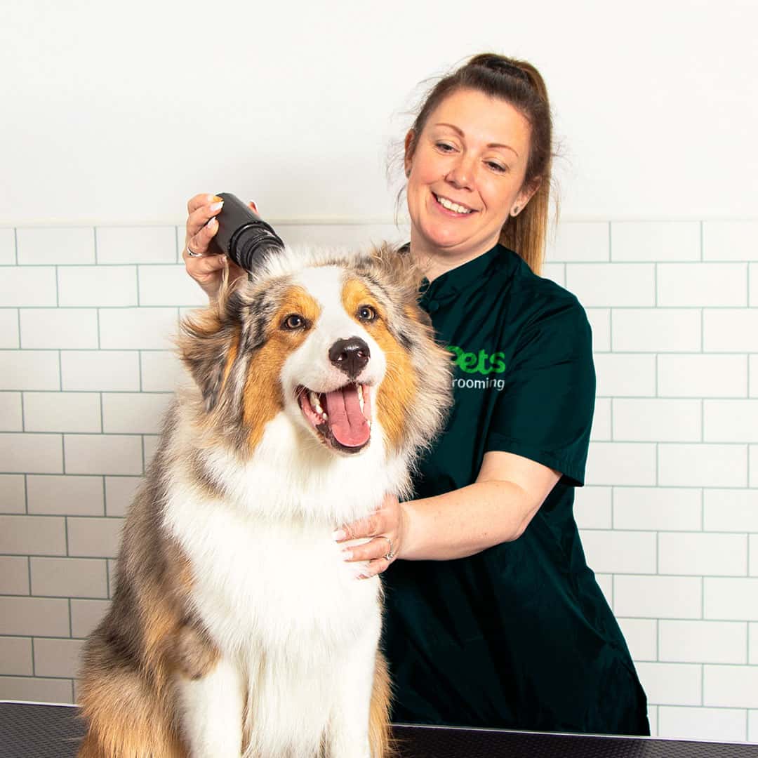 How to Create a Pet-Friendly Home Environment