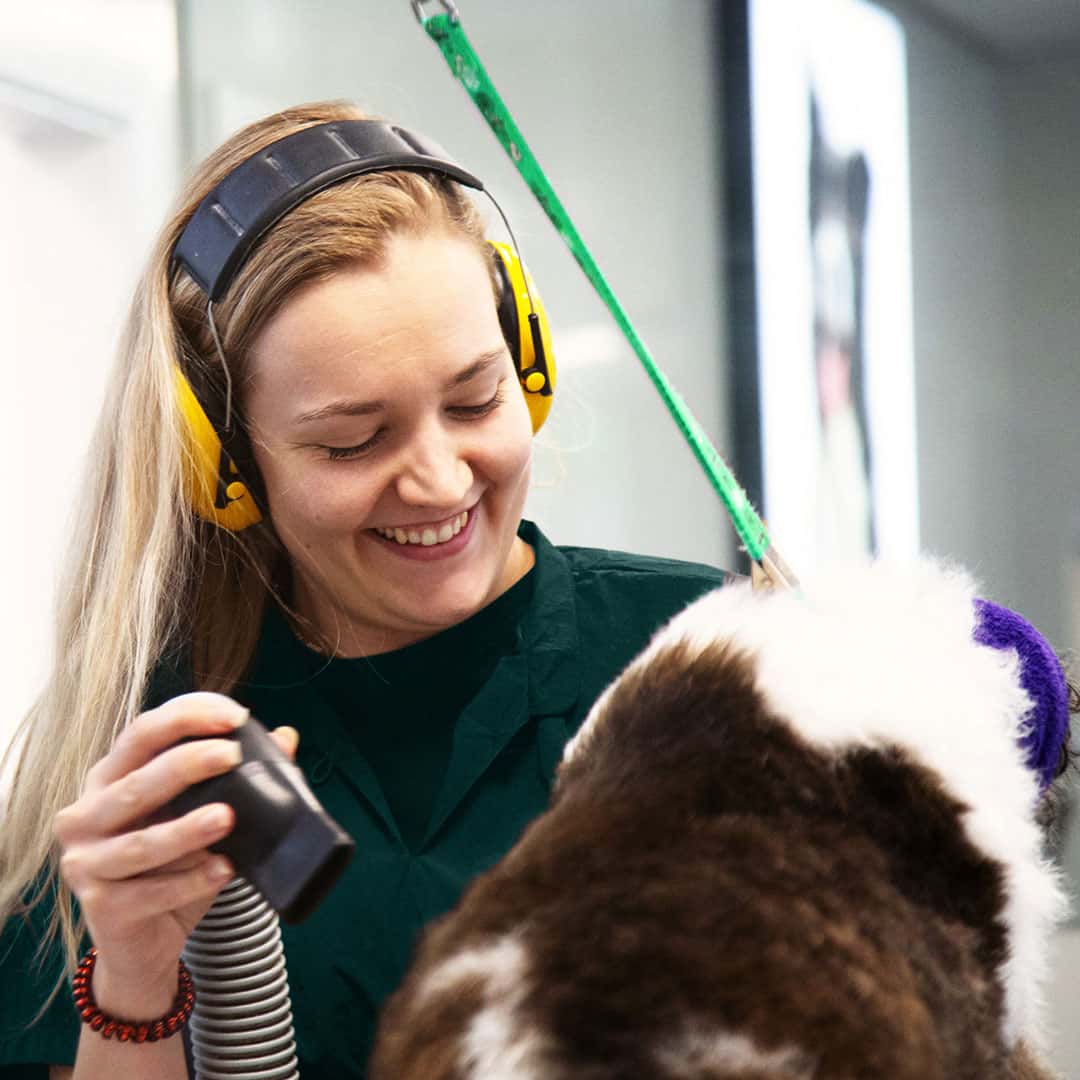 Top 5 Enrichment Toys That Your Dog Will Love