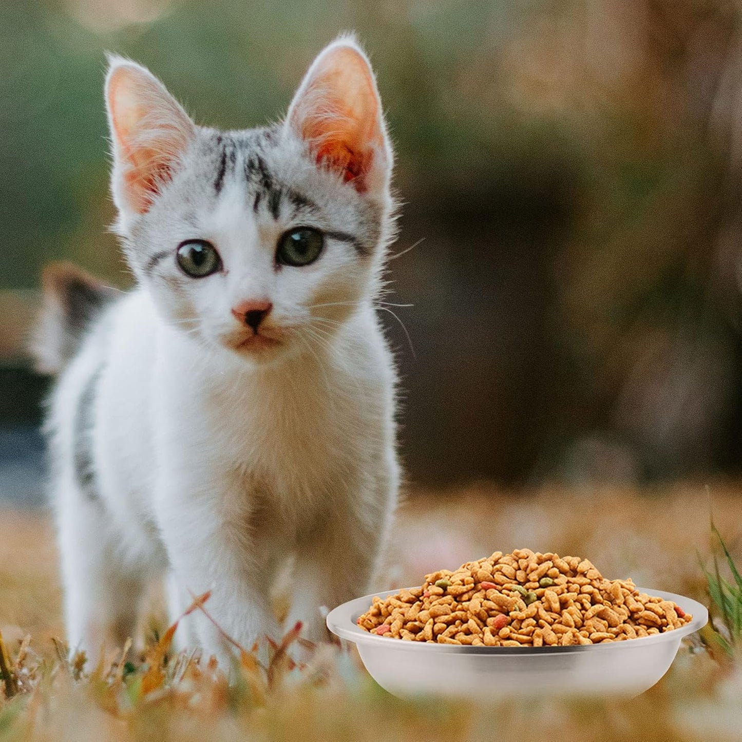 Cat Dishes Food Bowls,Stainless Steel Pet Food & Water Bowls Set for Dogs and Cats,Feeding and Watering Dish Bowl for Kitten Puppy (2 Pcs, 6.3 Inch)